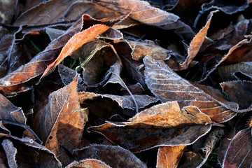 autumn frost