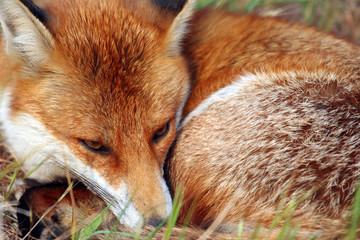 Resting Fox