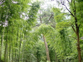 Naklejka premium Forêt de bambous, monts Huang Shan, Chine