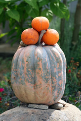 Sardinian oranges for sale on pumpkin