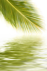 Fototapeta na wymiar fine palme
