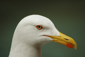 seagull head