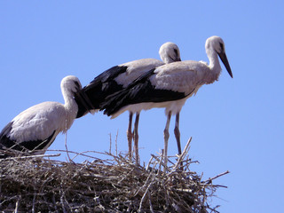 nido de cig&uuml;e&ntilde;as