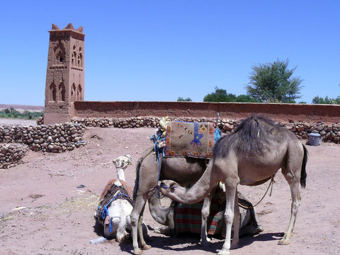 camellos en el desierto