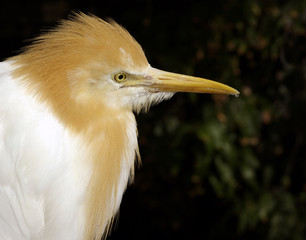 Cattle Egret