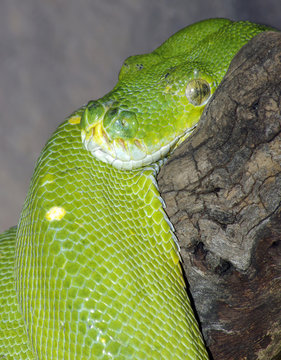 Green Tree Python.
