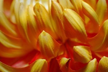 Obraz premium colorful and beautiful flower in the parks