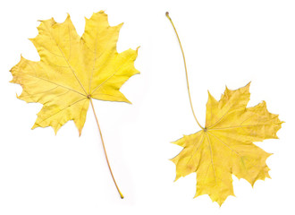 two yellow maple leaves isolated on white