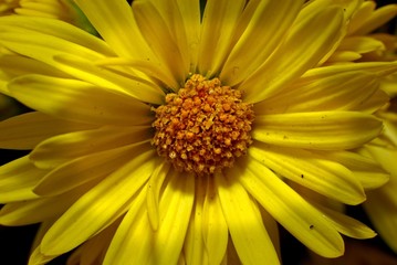 colorful and beautiful flower in the gardens