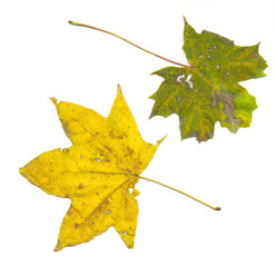 two maple leaves isolated on white