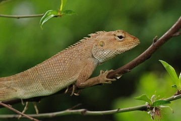 small lizard in the gardens