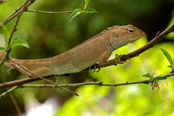 small lizard in the gardens