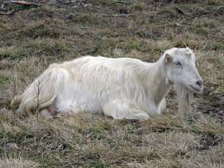 old tired goat