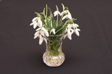 snowdrops in vase