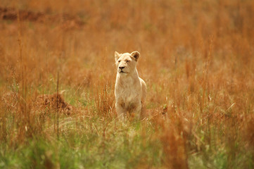 Lioness