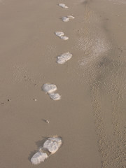 Arctic  footprints