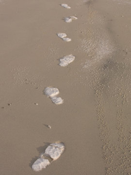Arctic  footprints