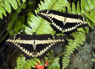 Swallowtail Butterflies-Papilo thoas