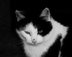 cat