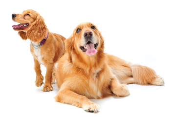 Dog and Puppy