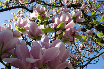 Magnolie