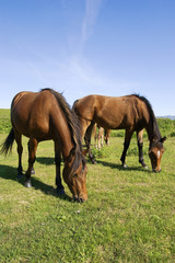 Fototapeta na wymiar Horses grazing