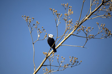 white headed marsh Tyrant