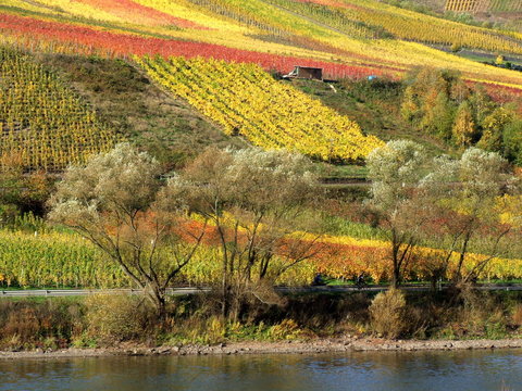 wein und weiden