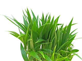 bouquet  de palmiers