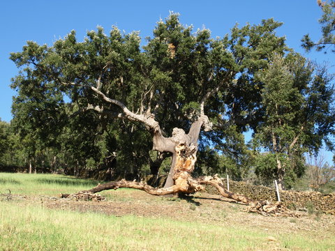 Ace&ntilde;a de la Borrega 1