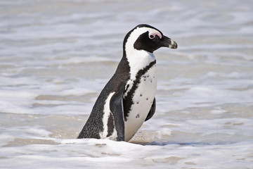 Fototapeta premium African Penguin on Boulders Beach #3