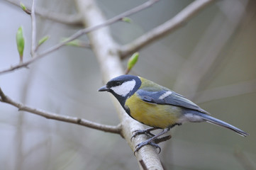 Fototapeta premium Mésange charbonnière Parus major