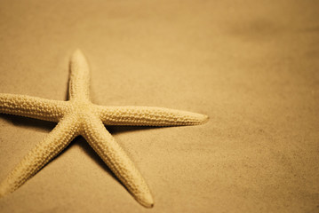 Fototapeta na wymiar Starfish, sepia kolor