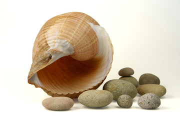isolated sea shell and round stones isolated