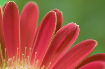 Red gerbera petals