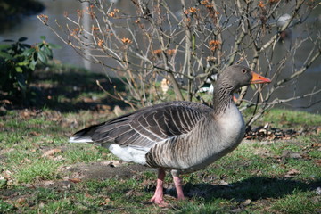 goose
