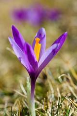 Crocus flower