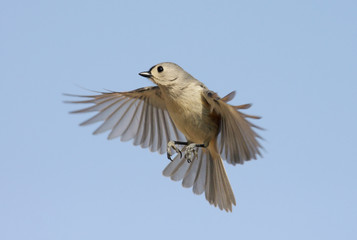 Tufted Titmouse (baeolophus bicolor) In Flight