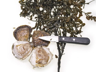 belon auster öffnen