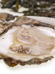 belon auster öffnen