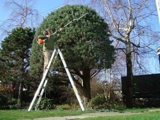 hedge trimming