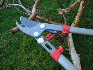 pruning