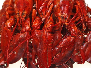 gekochten hummer