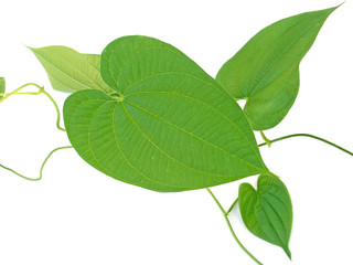 Obraz premium liane volubile