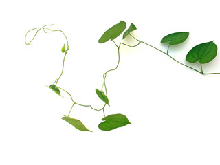 plante volubile