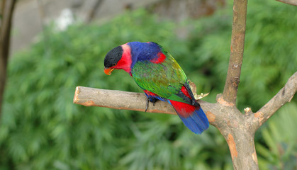 Black-capped lory