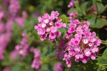 Purple tiny flowers