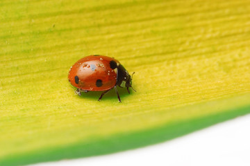 Ladybug on a leaf