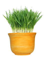 Wheat grass in ceramic container