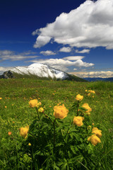 Fototapeta premium Frühling am Monte Baldo